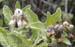 Big Basin Pictures Photos CA Ocean View Summit white flower rear_MG_1496