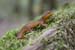 Big Basin Pictures Photos CA taricha-torosa-california-newt-1559