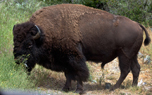 Bison Catalina05182010