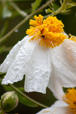 Catalina Matilija Poppy 1