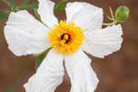 catalina-matilija-poppy.jpg