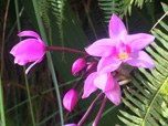 Kauai Hawaii ka paa orchid