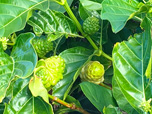 Kauai Hawaii Noni Tree Fruit Kauai