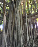 Kauai Hawaii Poipu Creek_Panorama1