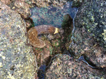 Kauai Hawaii Sea Cucumber Poi Pu