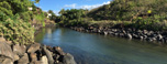 Kauai Hawaii Sea Turtle Panorama1