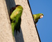 US Pictures Photos CA Long Beach Parrots