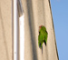 US Pictures Photos CA Long Beach Parrots 3