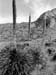 US Pictures Photos El Paso Tx scenic drive cacti