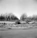 US Pictures Photos New Mexico pecan trees