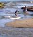 US Pictures Photos skim boarder