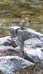 estes-park-co-flower ground squirel