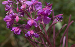 RMNP-flower