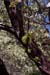 Yosemite Pictures Photos National Park CA Yosemite peeling tree moss